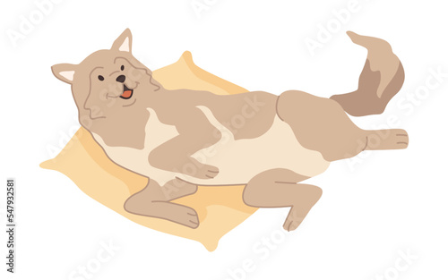 Husky breed of canine animal, isolated cute doggo laying on bed or soft pillow. Active dog personage wagging tail, playful puppy. Vector in flat style