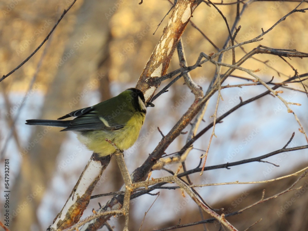 Obraz premium a bird