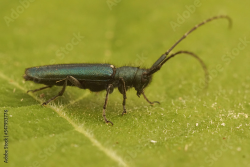 Closeup on the green iridescent, metallic  flat-faced longhorn beetle , Agapanthia violacea