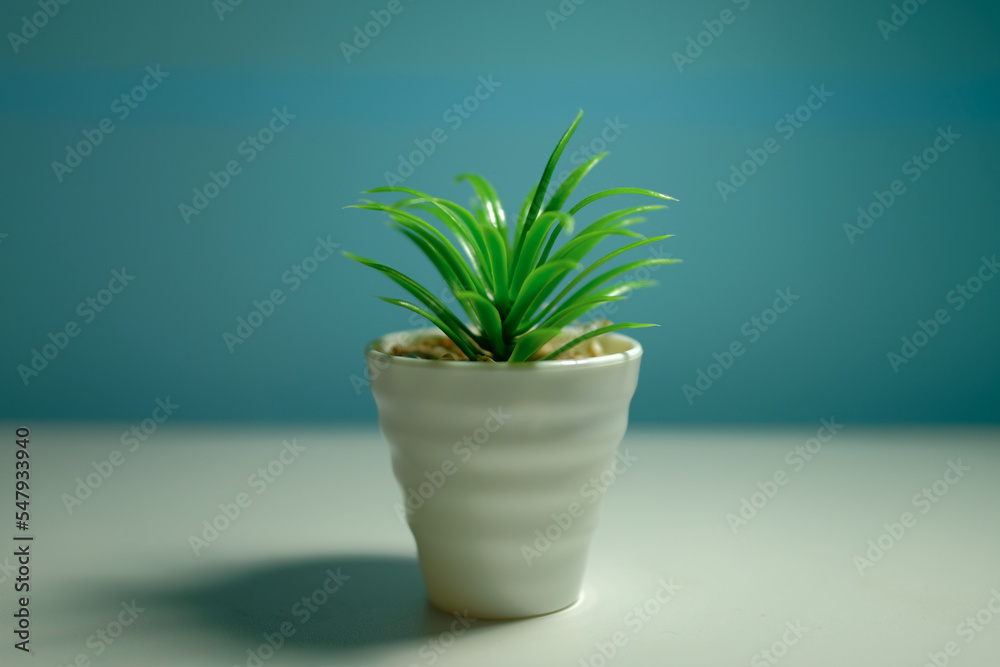 Obraz premium plant in a pot