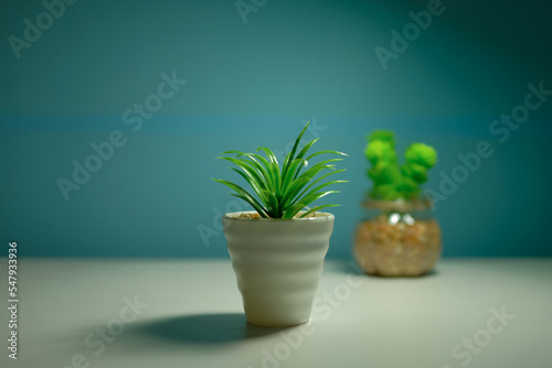 Fotografie, Obraz plant in a pot