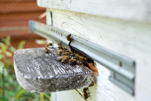 Bees on the wooden board at the inlet entering white beehive