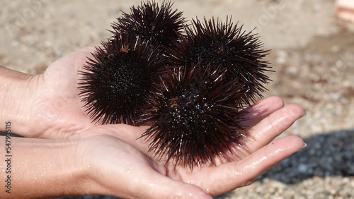 sea urchin, urchin echinoidea, sea food, sea hedgehog close up, hedgehog, summer, urchin, holiday, nature, sea urchins, echinoidea, beach, travel, ocean, hand, young, waves, animal, blue, background,  photo