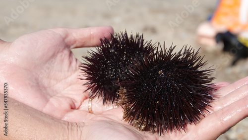 A woman on the beach holds two medium-sized young lively sea urchins from the Aegean Sea.