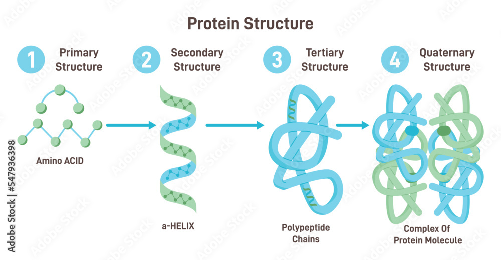 Protein structure. Amino acid chain molecule scheme. Primary structure