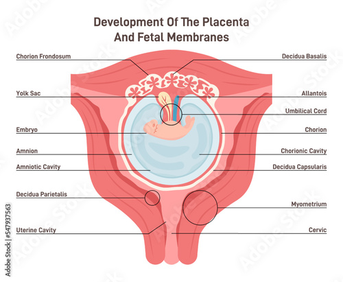 Placenta and fetal membrance anatomy. Placental structure and circulation photo