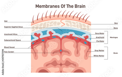 Meninges structure. Protective membranes covering the brain, dura photo