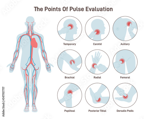 The major arteries and pulse points on human body. Heartbeat evaluation photo