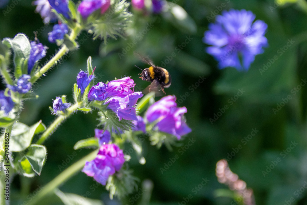 buff tailed bumble bee flying over blue and pink flowers of Viper's Bugloss Echium Vulgare buff tailed bumble bee flying over blue and pink flowers of Viper's Bugloss Echium Vulgare