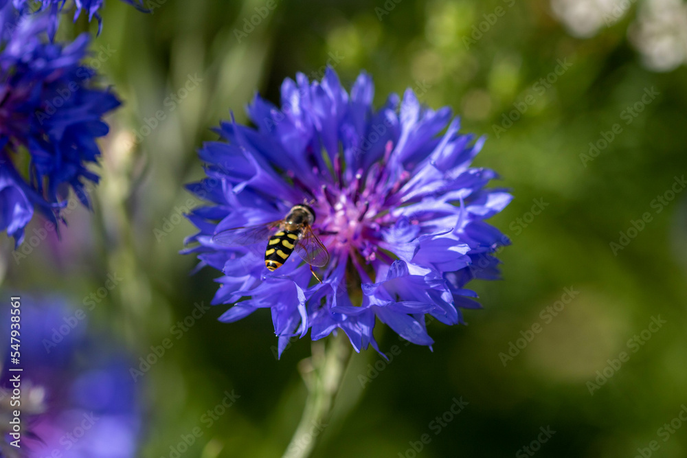 migrant hover fly hovering over bright blue flowers of the cornflower also known as bachelor's button migrant hover fly hovering over bright blue flowers of the cornflower also known as bachelor's button