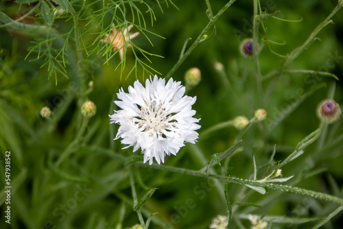 pretty white flower of the cornflower also known as bachelor's button