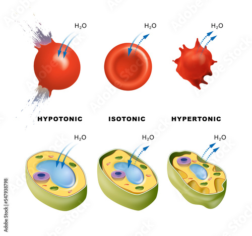 Osmosis in animal and plant cells photo