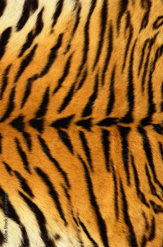 tiger fur texture