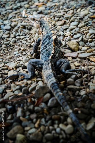 Adult iguana lizard from behind looking back on rocks in tropical setting Costa Rica national park in Manuel Antonio with focus on eye