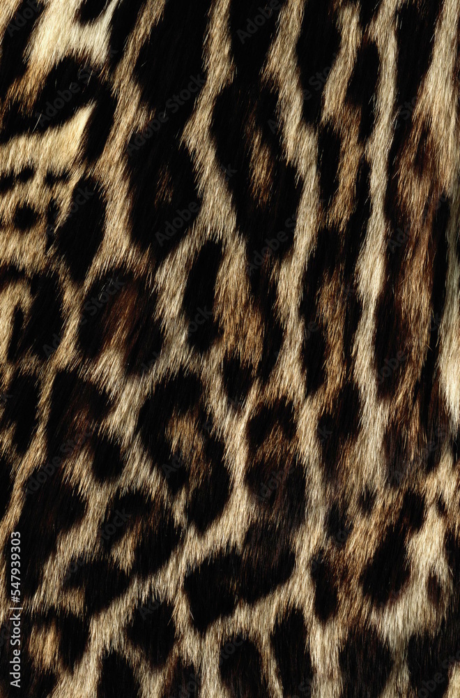 Fotografie leopard texture