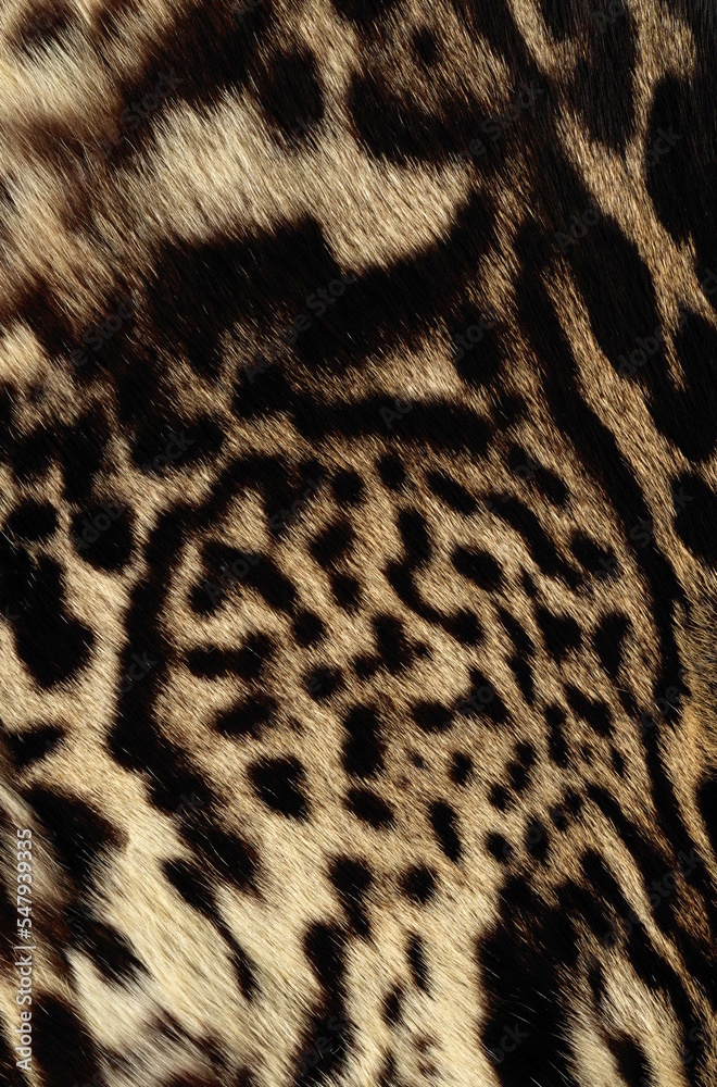 leopard texture leopard texture