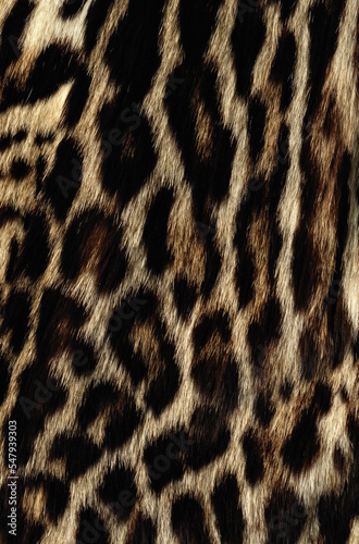 Fotografie leopard texture