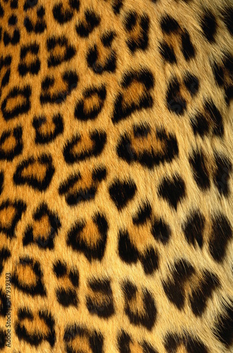 Fotografie leopard  texture