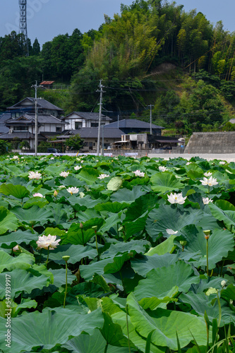 大蛇伝説の池・蓮畑「田舎の穴場・観光名所」益城町・堂園地区
Orochi Legend Pond/Lotus Field ``Second-kept Countryside Tourist Spot'' Mashiki Town/Dozono District
日本(初夏)2022年撮影
Japan (early summer) taken in 2022
九州・熊本県上益城郡益城町堂園地区 photo