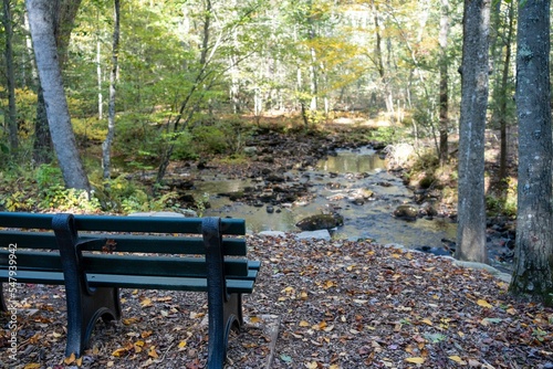 Wooden bench in a forest near the creek on a sunny day photo