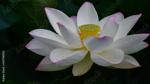 最高に美しいハスの花「大蛇伝説の池」益城町・堂園地区
The most beautiful lotus flower 