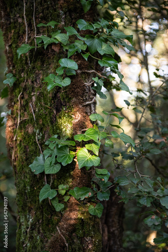 Arbre de forêt avec du lière