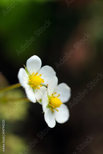 Small white flowers of Wild strawberry. Close up macro photography.