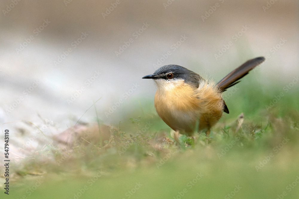 Fototapeta premium Ashy Prinia Or Ashy Wren-Warbler (Prinia socialis)