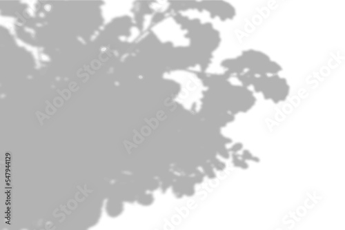 Summer background shadows from the foliage of a tree oak on a white wall. White and black background for overlay on mockup