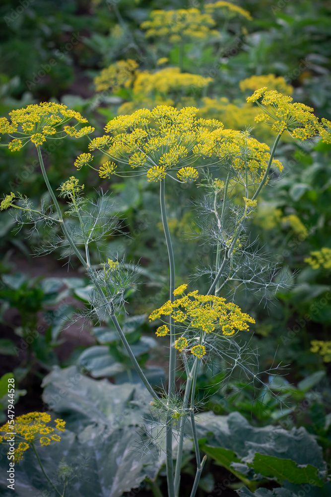 Obraz premium Fennel
