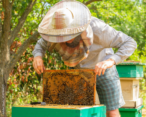 The beekeeper takes out a frame of honey from the hive