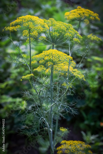 Fennel