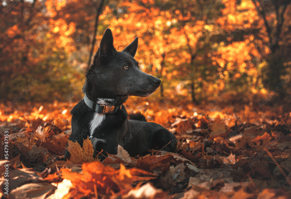 Gray dog with a white spot on his chest in the autumn forest Gray dog with a white spot on his chest in the autumn forest