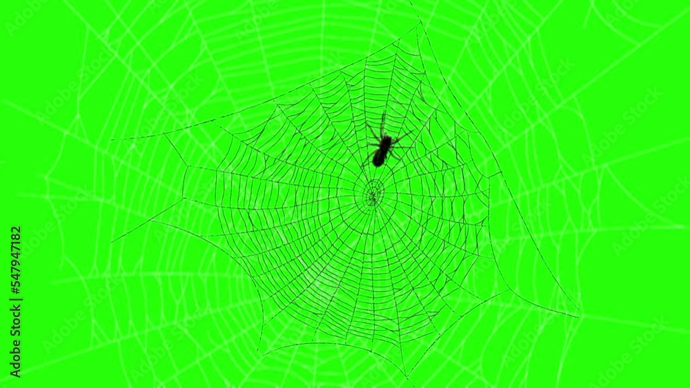 Spider Walking on Web Green Screen