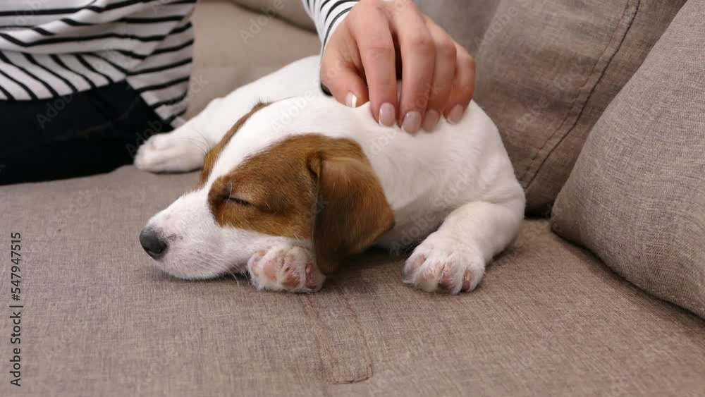 Muzzle of a Jack Russell puppy. Stroke with hand dog's head. Pet on sofa at home. Muzzle of a Jack Russell puppy. Stroke with hand dog's head. Pet on sofa at home.
