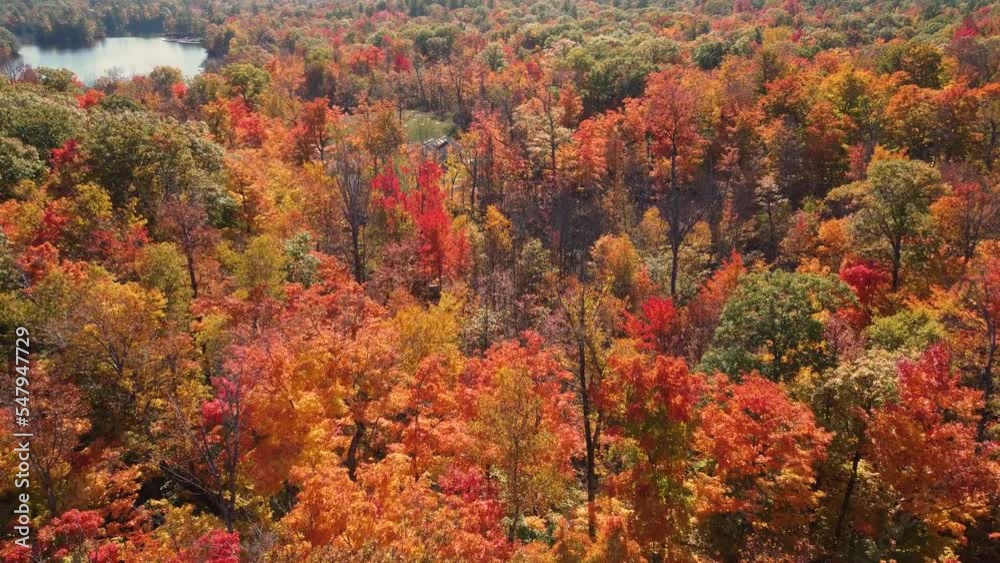 drone flight over a deciduous forest covered in vibrant fall colors near a lake drone flight over a deciduous forest covered in vibrant fall colors near a lake
