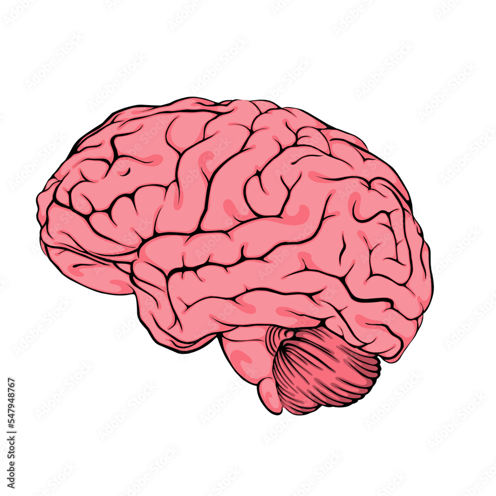 brain vector illustration brain vector illustration