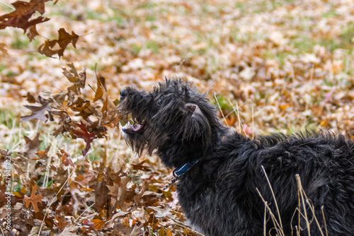 Bordoodle dog puppy playing in the Autumn leaves