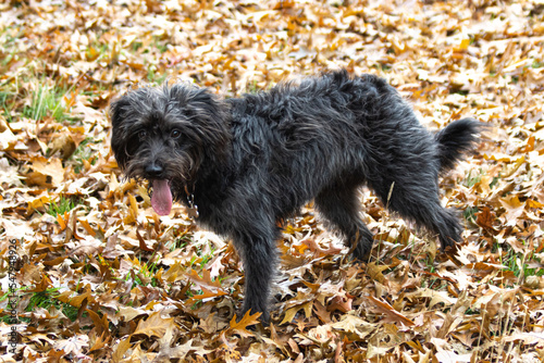 Bordoodle dog puppy playing in the Autumn leaves