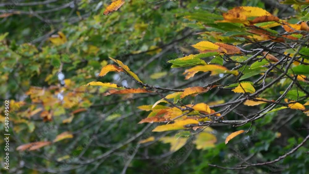 Coup de vent dans les branches en automne