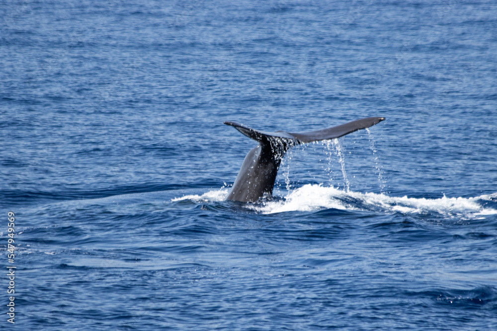Fototapeta premium Sperm whale diving in Madeira