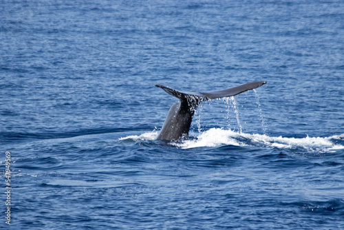 Sperm whale diving in Madeira