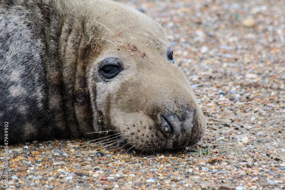 Grey seal laying on the beach at Blakeney Point Grey seal laying on the beach at Blakeney Point