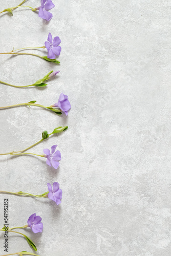 Floral border of lilac delicate flowers on a gray background. Spring concept. Copy space