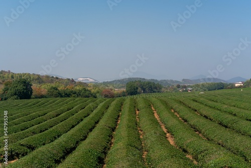 Large green tea plantation with treesin the background photo