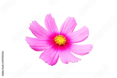 Close up  Single cosmos flower violet color flower blossom blooming isolated on white background for stock photo  houseplant  spring floral