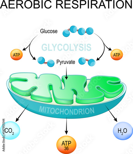 aerobic respiration. Glycolysis and ATP Synthesis in mitochondria.