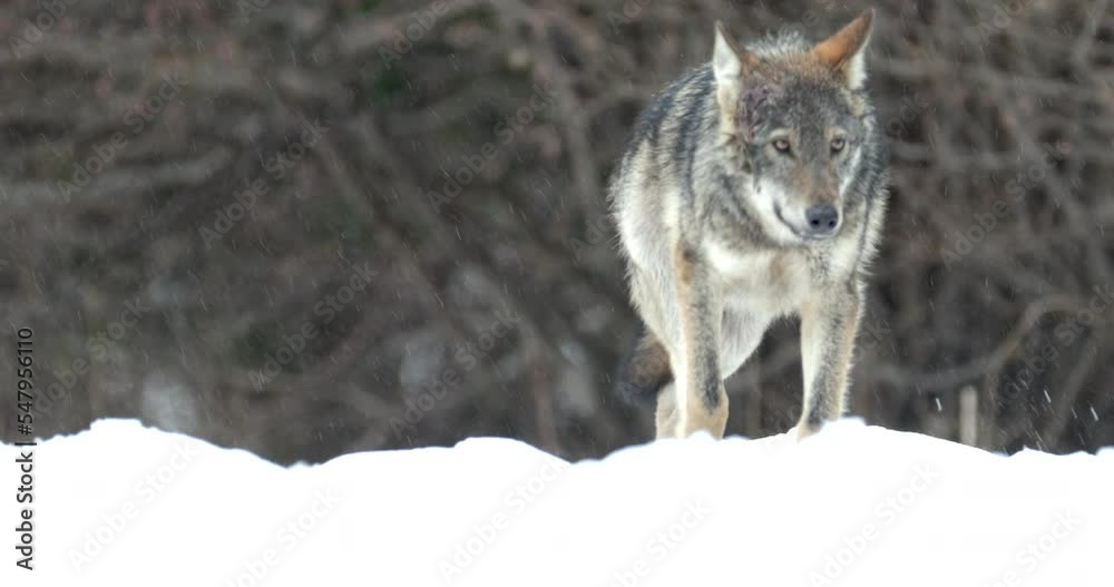 Grey wolf, Canis lupus, in a snowstorm. A cautious, wild wolf moves at the edge of the forest in a freezing winter blizzard. European wilderness, Polish-Ukrainian border. Grey wolf, Canis lupus, in a snowstorm. A cautious, wild wolf moves at the edge of the forest in a freezing winter blizzard. European wilderness, Polish-Ukrainian border.