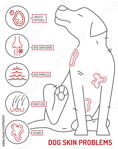 Dog skin problems infographic. Editable vector illustration