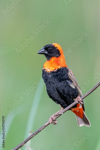 Foto Vertical closeup of a male red bishop perched on a twig